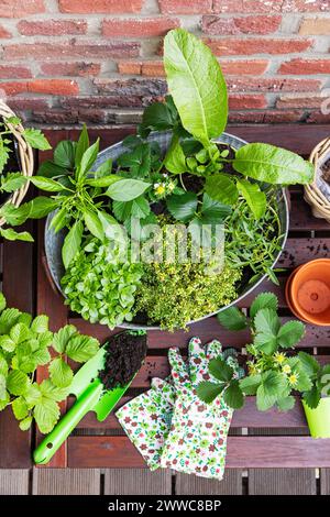 Herbes vertes cultivées dans le jardin du balcon Banque D'Images