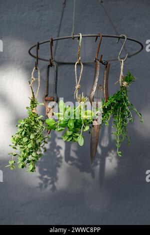 Herbes vertes suspendues à des crochets métalliques Banque D'Images