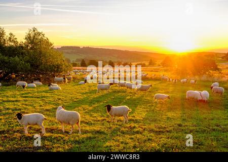 Allemagne, Bavière, troupeau de moutons pâturant dans les pâturages le long de High Rhon Road au lever du soleil Banque D'Images