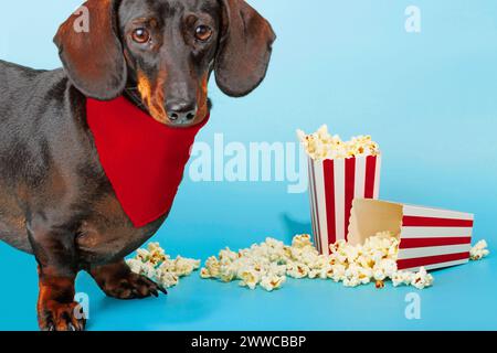 Chien Teckel mignon portant un bandana rouge près du pop-corn Banque D'Images