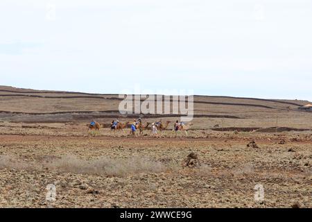 Volcan Calderon Hondo à Fuerteventura, Îles Canaries, Espagne - 21 novembre 2023 : chameaux avec des touristes marchant sur une piste de terre Banque D'Images