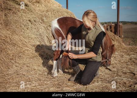 femme peigne les cheveux de cheval, brossage, soin du poney tacheté. queue Banque D'Images