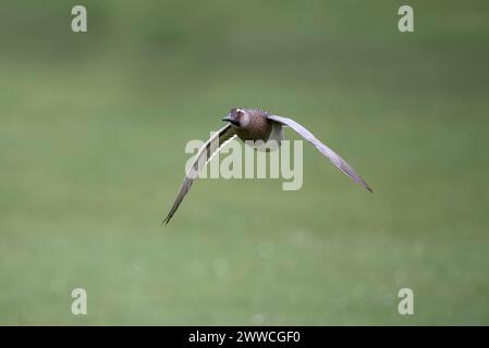 Garganey, Spatula querquedula, mâle célibataire en vol, West Midlands, mars 2024 Banque D'Images