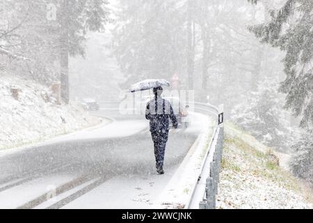 Schneefall im März BEI einem kräftigen Schneeschauer ist die Landschaft rund um den Großen Feldberg im Taunus wieder winterlich mit einer dünnen Schneedecke., Schmitten Hessen Deutschland *** chute de neige en mars après une forte averse de neige, le paysage autour du Großer Feldberg dans le Taunus est une fois de plus hivernal avec une mince couverture de neige, Schmitten Hessen Allemagne Banque D'Images