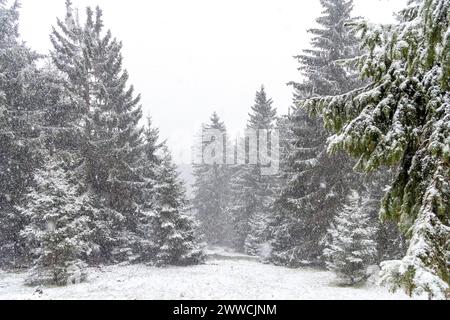 Schneefall im März BEI einem kräftigen Schneeschauer ist die Landschaft rund um den Großen Feldberg im Taunus wieder winterlich mit einer dünnen Schneedecke., Schmitten Hessen Deutschland *** chute de neige en mars après une forte averse de neige, le paysage autour du Großer Feldberg dans le Taunus est une fois de plus hivernal avec une mince couverture de neige, Schmitten Hessen Allemagne Banque D'Images