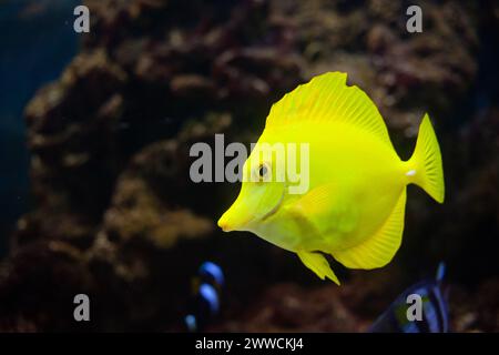 Zebrasoma flavescens est un poisson de mer plat jaune d'Hawaï. beau fond Banque D'Images