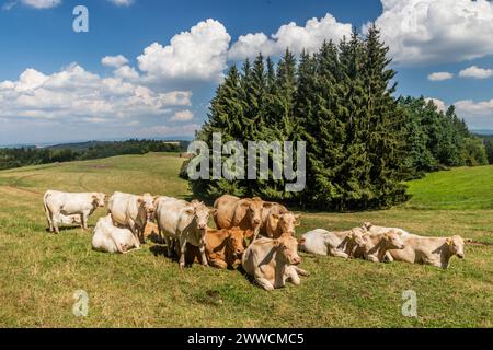 Vaches sur un pâturage près de Letohrad, République tchèque Banque D'Images