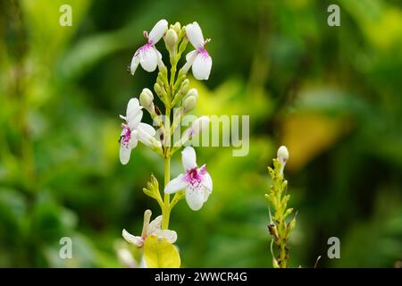 Pseuderanthemum reticulatum (jasmin japonais, melati jepang) avec un fond naturel Banque D'Images