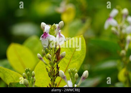 Pseuderanthemum reticulatum (jasmin japonais, melati jepang) avec un fond naturel Banque D'Images