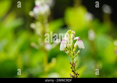 Pseuderanthemum reticulatum (jasmin japonais, melati jepang) avec un fond naturel Banque D'Images