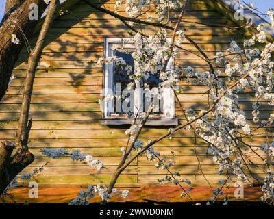 Façade d'une maison avec une fenêtre avec des branches fleuries. Banque D'Images