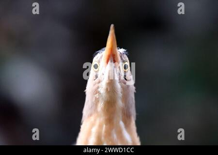 22 mars 2024, Dvur Kralove nad Labem, République tchèque : un héron strié (Butorides striata) en exposition au Safari Park de Dvur Kralove nad Labem en République tchèque. (Crédit image : © Slavek Ruta/ZUMA Press Wire) USAGE ÉDITORIAL SEULEMENT! Non destiné à UN USAGE commercial ! Banque D'Images