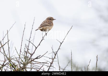 Une femelle Stonechat (Saxicola torquata) perchée sur une branche contre un fond de ciel neutre. Banque D'Images