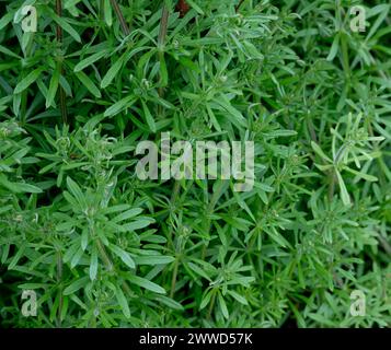 Les cliveurs communs, Galium aparine. Banque D'Images