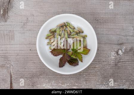 bol blanc avec des bourgeons et des feuilles de mûre sur un fond en bois Banque D'Images