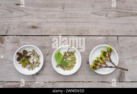 Bourgeons et feuilles de noisetier, de mûrier et d'érable dans des bols blancs Banque D'Images