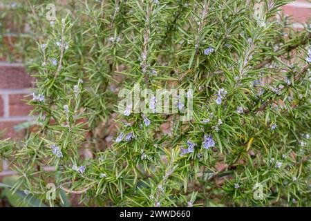 Détail d'un buisson de romarin avec des fleurs violettes Banque D'Images