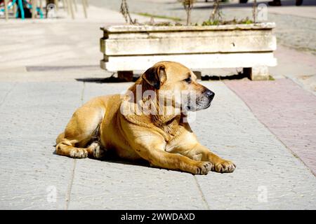 Chiens errants sur la rue fait . Banque D'Images