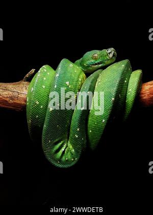 Un python vert éclatant s'enroule élégamment sur une branche, ses écailles scintillant sur le fond sombre. Banque D'Images