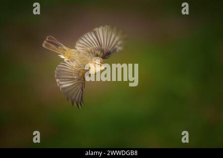 La chiffballe commune (Phylloscopus collybita), ou simplement la chiffballe, est un paruleur de feuilles commun et répandu qui se reproduit dans les terres boisées ouvertes Banque D'Images