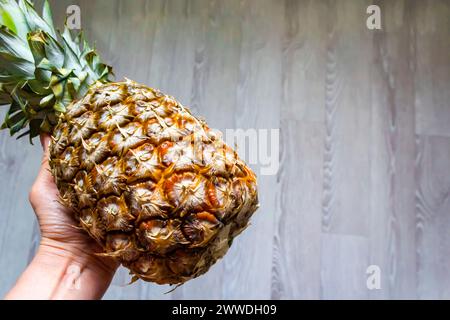 Main de femme tenant l'ananas mûr sur fond gris Banque D'Images