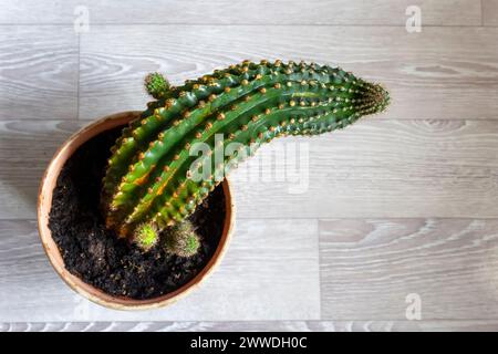 Plante de cactus de forme inhabituelle.jardinage arbre plante d'intérieur maison loisirs sélectif Focus Banque D'Images