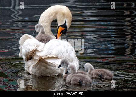 Mother Swan et Baby Sygnets, avec un sur le dos de la mère, glissant le long du canal de Birmingham et Fazeley, Angleterre, Royaume-Uni, Grande-Bretagne, West Midlands Banque D'Images