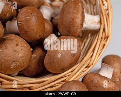 Brun des champignons cultivés en gros plan Banque D'Images