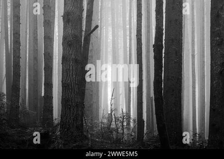 Les troncs d'arbres noirs et blancs s'estompent au loin à travers la brume épaisse dans le parc national de Redwood Banque D'Images