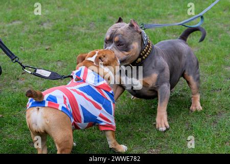 Londres, Royaume-Uni, 23 mars 2024. Un bouledogue britannique portant un manteau à motif Union Jack interagit avec un chien Bully XL. Le groupe de pression Turning point UK, qui promeut la politique de droite, a organisé un rassemblement pour défendre la culture britannique à Whitehall avec une série d'orateurs en face du cénotaphe. Crédit : onzième heure photographie/Alamy Live News Banque D'Images