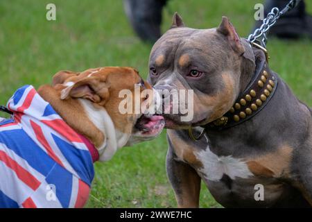 Londres, Royaume-Uni, 23 mars 2024. Un bouledogue britannique portant un manteau à motif Union Jack interagit avec un chien Bully XL. Le groupe de pression Turning point UK, qui promeut la politique de droite, a organisé un rassemblement pour défendre la culture britannique à Whitehall avec une série d'orateurs en face du cénotaphe. Crédit : onzième heure photographie/Alamy Live News Banque D'Images