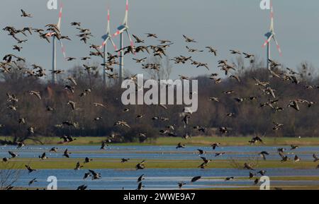 25 février 2024, Saxe-Anhalt, Lutherstadt Wittenberg : 25.02.2024, Lutherstadt Wittenberg. Un grand groupe d'oies à fronts blancs survole les prairies de l'Elbe près de Wittenberg en Saxe-Anhalt un jour d'hiver devant des éoliennes. Les oies à fronts blancs plus grandes sont des visiteurs d'hiver réguliers et des migrants dans les prairies de l'Elbe. Photo : Wolfram Steinberg/dpa photo : Wolfram Steinberg/dpa Banque D'Images