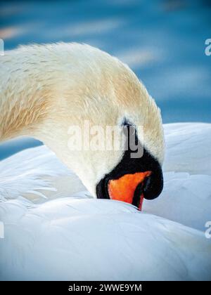 Gros plan d'un Cygne muet se préoccuper du Grand Union canal, Angleterre, Royaume-Uni, Grande-Bretagne, Stoke Bruerne, Nottinghamshire Banque D'Images