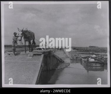 Description : Antilles. 'Sugar in the West Indies - photos générales. Une mule tirant un punt en acier chargé de canne le long des canaux sur la plantation de diamants près de Georgetown, Guyane britannique. Photographie no : D.48497. Photographie officielle des Antilles compilée par le Central Office of information. Lieu : Antilles date : [1960] caraïbes, caribbeanthralens Banque D'Images