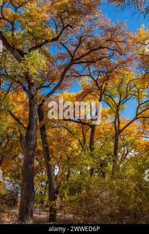 Flore le long du Rio Grande Bosque à Albuquerque, Nouveau-Mexique Banque D'Images