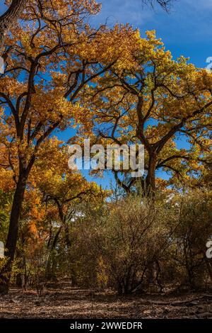 Flore le long du Rio Grande Bosque à Albuquerque, Nouveau-Mexique Banque D'Images