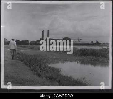 Description : Antilles. 'Sugar in the West Indies - photos générales. L'usine de sucre Diamond plantation près de Georgetown, Guyane britannique. Le domaine Diamond est de 3 855 acres produisant 23 mille tonnes de sucre par an avec un objectif de 30 000 tonnes. Photographie n° : D. 48482. Photographie officielle des Antilles compilée par le Central Office of information. Lieu : Antilles date : [1960] caraïbes, caribbeanthralens Banque D'Images