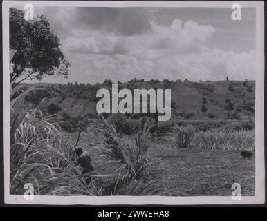 Description : Antilles. 'Sugar in the West Indies - photos générales. Cet ouvrier sucrier est en train de briser le sol cuit au soleil sur un domaine à Antigua. Photographie n° : D. 48484. Photographie officielle des Antilles compilée par le Central Office of information. Lieu : Antilles date : [1960] caraïbes, caribbeanthralens Banque D'Images