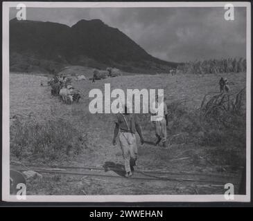 Description : Antilles. 'Sucre dans les Antilles - photos générales. Ouvriers quittant une succession en un Kitts après les opérations de découpe. Photographie n° : D. 48498. Photographie officielle des Antilles compilée par le Central Office of information. Lieu : Antilles date : [1950] caraïbes, caribbeanthralens Banque D'Images