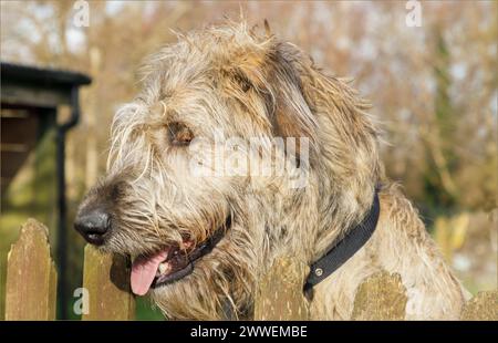 Côté profle de la tête dépouillée d'un chien irlandais Wolf Hound regardant au-dessus d'une clôture Banque D'Images