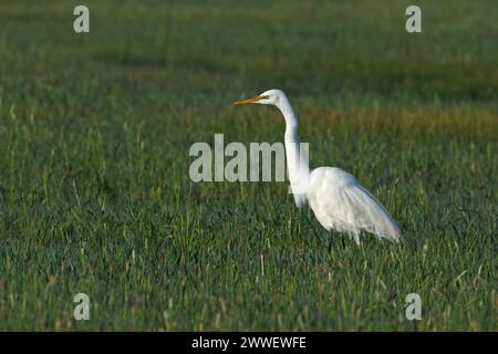 Great Egret dans Eagle Island State Park, Idaho Banque D'Images