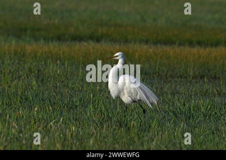 Great Egret dans Eagle Island State Park, Idaho Banque D'Images