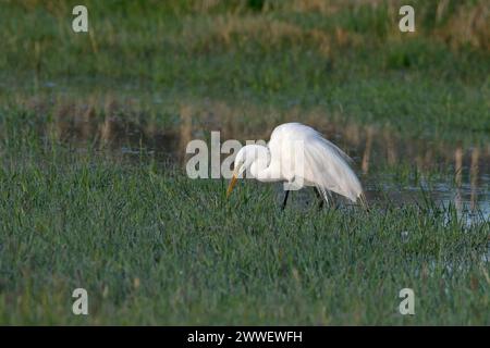 Great Egret dans Eagle Island State Park, Idaho Banque D'Images