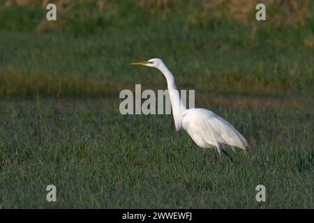 Great Egret dans Eagle Island State Park, Idaho Banque D'Images