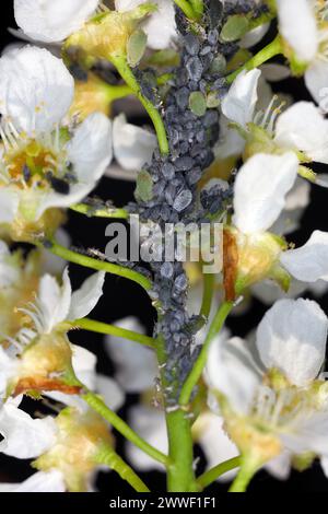 Jeunes pucerons du puceron d'oiseau (Rhopalosiphum padi) après hibernation sur les bourgeons de cerisier d'oiseau. Banque D'Images