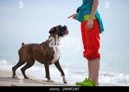 Jeune femme donnant un ordre à un chien boxeur. Le chien qui l'écoute et obéit. Banque D'Images