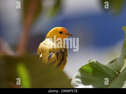 Canarinhos (sicalis flaveola) Banque D'Images