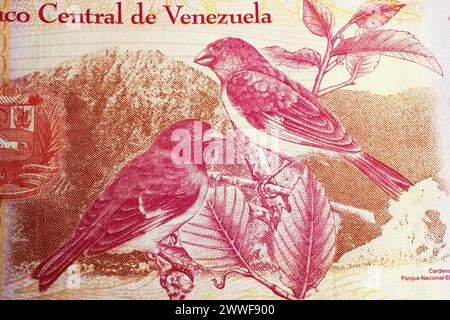 Portrait d'oiseaux de siskin rouge (Spinus cucullatus) en voie de disparition pingouin sur 20,000 Venezuela Bolivar billet de banque (focus sur le centre) Banque D'Images