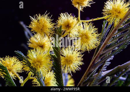 Les fleurs jaunes du mimosa. Fleurs dorées d'acacia delbata. Carte postale pour Pâques. Carte printanière festive avec fleurs de mimosa dorées. Banque D'Images