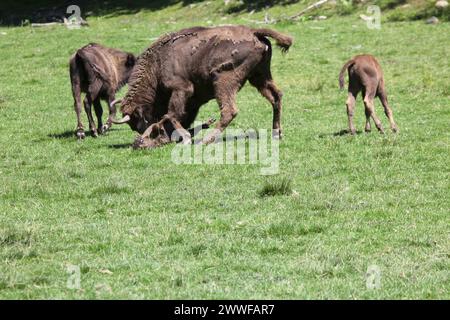 Bison d'Europe (Bison bonasus) taureau attaquant un veau impuissant couché sur le sol, captif, Suède, Scandinavie Banque D'Images